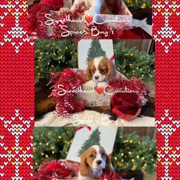 Spice's Boy-3A - Blenheim male Cavalier King Charles Spaniel puppy in Loco, Oklahoma from Sweet Heart Cavaliers