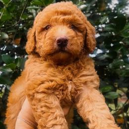 Marmee - Red  female Goldendoodle puppy in Cocoa, Florida from The Coastal Homestead