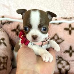 Diamond - Chocolate and white female Chihuahua puppy in Mesa, Arizona from Arizona Dream Chihuahuas