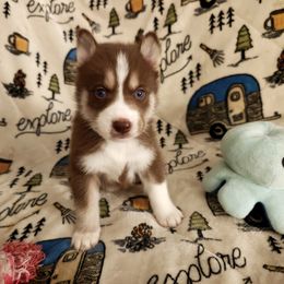 AKC Zeus - Red and white male Siberian Husky puppy in Cedarville, Ohio from Evereve Kennels