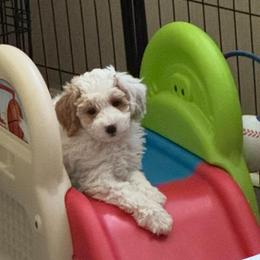 Barcelona - Parti male Goldendoodle puppy in Danville, Virginia from Stella’s Stunning Goldendoodles of VA