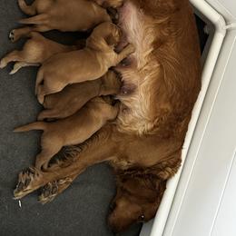 Miss Red - Dark golden female Golden Retriever puppy in Stratton, Colorado from Anam Cara Retrievers