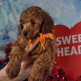 Poodle Puppies from Moyen Majestic Embrace Poodles (MOYEN ME)