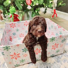 Double Doodle and Labradoodle Puppies from Delightfully Double Doodles