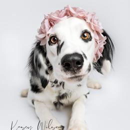 Haiti - Dalmatian