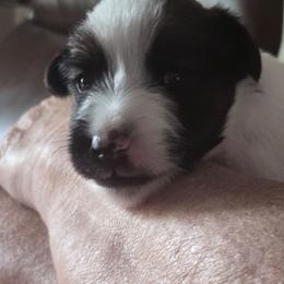 Fergus - Tri Color Male - White tan and black male Smooth Fox Terrier puppy in Lake City, Florida from Providence Kennels