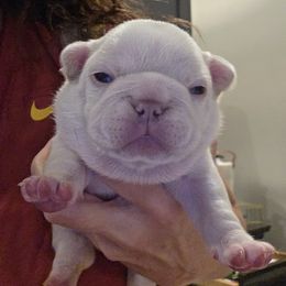 Cora - Cream female French Bulldog puppy in Salina, Kansas from Peace Love  & Frenchies