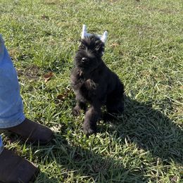 Gunner - Black male Giant Schnauzer puppy in Bois D’arc, Missouri from Down Low Kennels