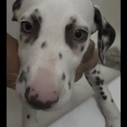 Lilo - White and liver brown female Dalmatian puppy in Hastings, Florida from Love My Spotty Dalmatians