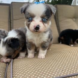 Misty - Blue merle female Toy Australian Shepherd puppy in Puryear, Tennessee from A&W Toy Aussies
