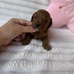 Nui - Red  male Poodle puppy in Miami, Florida from Sakura Poodles