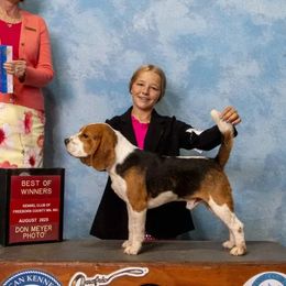 Beagle puppies from Tymber Lake Beagles