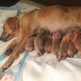 Golden Retriever Puppies from Joyfully Golden