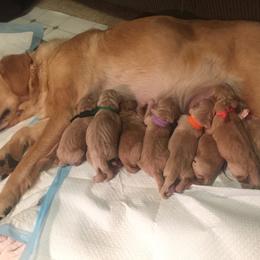 Golden Retriever Puppies from Joyfully Golden