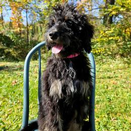 Violet - Phantom female Bernedoodle puppy in Granton, Wisconsin from Rose River Farms