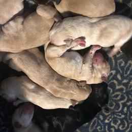 Boy 5 - Yellow male Labrador Retriever puppy in Four Oaks, North Carolina from TLC Retrievers