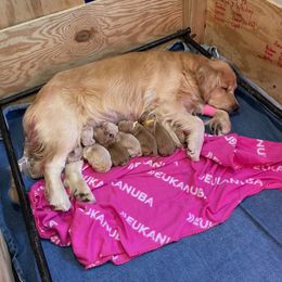 Golden Retriever Puppies from Mountain Bay Goldens