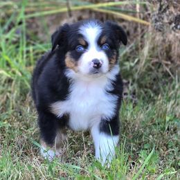 KM.BTM1 - male Miniature Australian Shepherd puppy in Deer Lodge, Tennessee from KSH Aussie Haven