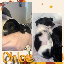 Chloe - Piebald female Dachshund puppy in Brazil, Indiana from King Duke Dachshunds