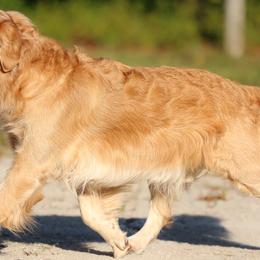 Golden Retrievers from Hollow Valley Kennels Golden Retrievers & Belgian Malinois