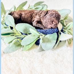 Jett - Brown male Bernedoodle puppy in Lake City, Florida from 224 Doodles and Poodles