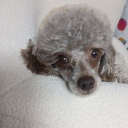 Louis Vuitton - Poodle