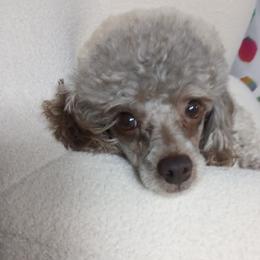 Louis Vuitton - Poodle
