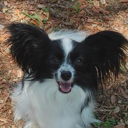 Munro - Papillon