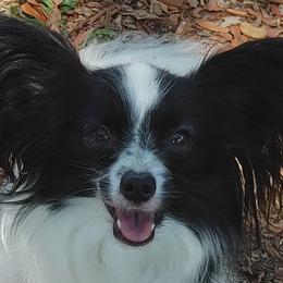 Munro - Papillon