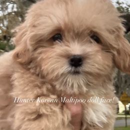 Hunter - Apricot male Maltipoo puppy in Orlando, Florida, Florida from Denise’s Puppies