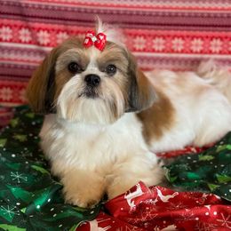 Summer - Shih Tzu