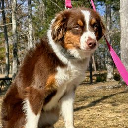 Cali - Miniature Australian Shepherd