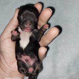 Chip - Chocolate male Shih Tzu puppy in Arcadia, Florida from Kitsune Cuddles and kisses