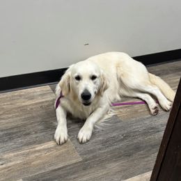 Pearl - Golden Retriever