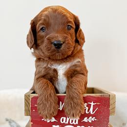 Merlot - Red male Australian Labradoodle puppy in Harrisonville, Missouri from Blessed Day Doodles