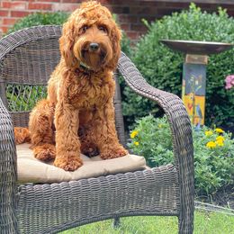 Australian Labradoodle All Grown Up from West Haven Australian Labradoodles