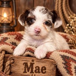 Mae - Parti female Yorkshire Terrier puppy in Goode, Virginia from Glass Hill Yorkies