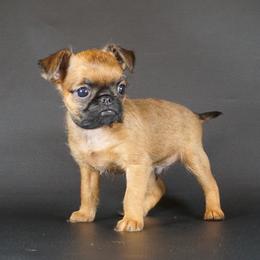 AKC Black Collar - Red male Brussels Griffon puppy in Florida from Robin’s Griffons