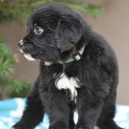 Dark Green Collar Boy - male Golden Mountain Dog puppy in Loveland, Colorado from Grateful Bernese & Gage's Goldens