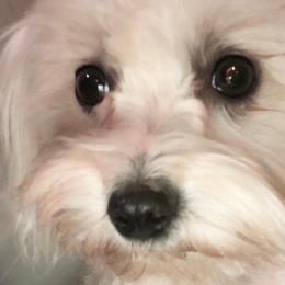 Maltipoos and Poodles from Red Okie Maltipoos