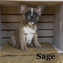 Sage - Blue fawn female French Bulldog puppy in Blaine, California from Luvafrenchbulldog