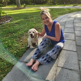 Labrador Retriever Puppies from Flashylabs  AKC GR CHAMPION SIRED