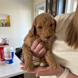 Maroon collar - Poodle puppy from Plateau Family Poodles