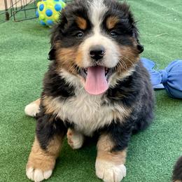 Black Collar - Black rust and white male Bernese Mountain Dog puppy in Comer, Georgia from Water Oak Farm
