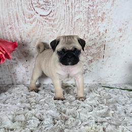 Angel - Fawn female Pug puppy in Atwood, Illinois from Peace Road Puppies
