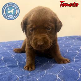 Tomato - Chocolate male Labrador Retriever puppy in Elloree, South Carolina from Moonlight Kennels LLC