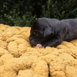 Karl - Black male Great Dane puppy in Granby, Missouri from HCR Great Danes