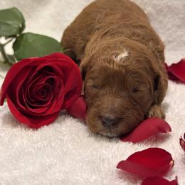 Goldendoodle Puppies from Nash Doodles