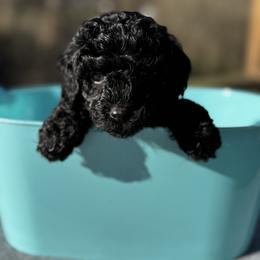Antonio (Baby 1) - Black male Poodle puppy in Rocky Top, Tennessee from WayMakers Papillons & Poodles