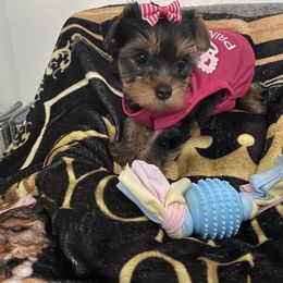 Yorkshire Terrier Puppies from Joy Riley's Yorkies